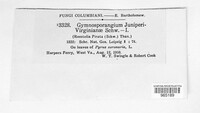 Gymnosporangium juniperi-virginianae image